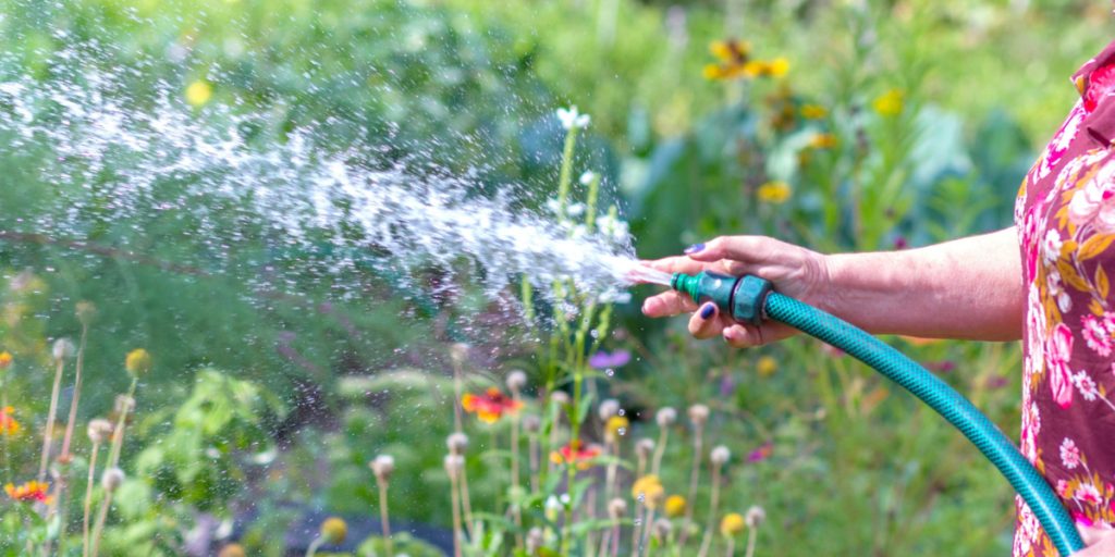 Midt i heden: Denne tid på døgnet er den bedste til at vande haven