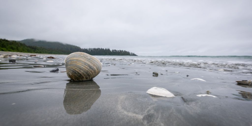 En tur på stranden blev dyr for Charlotte og hende fem børn: Fik bøde på 616.000 kroner