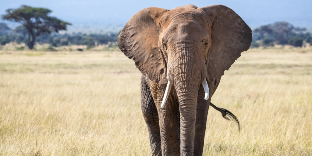 Elefant dræber kvinde og vender tilbage til hendes begravelse