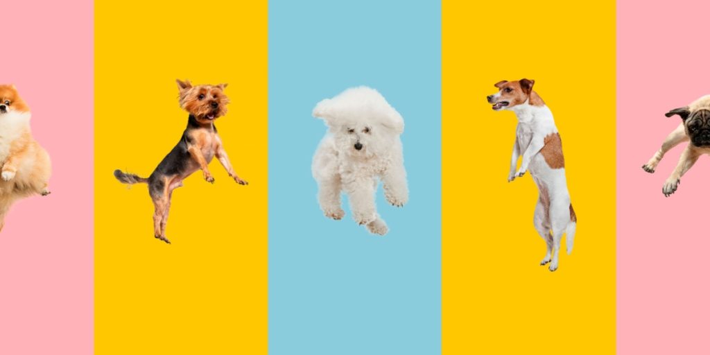 Hvilken personlighedstype er din hund? Tag quizzen og find ud af det