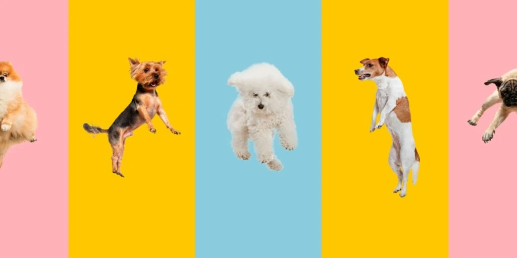 Hvilken personlighedstype er din hund? Tag quizzen og find ud af det