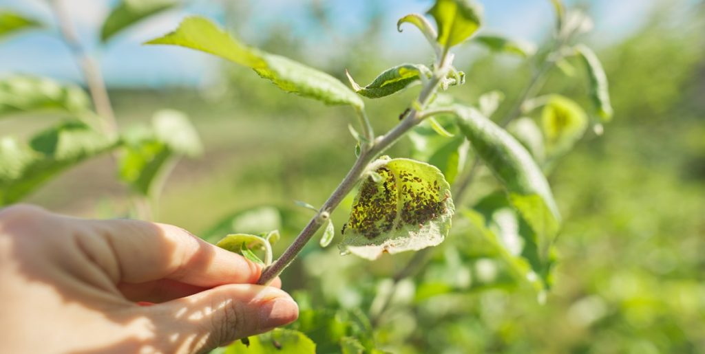 Sådan bekæmper du bladlus: Kræver kun én ingrediens, som allerede findes i køkkenet