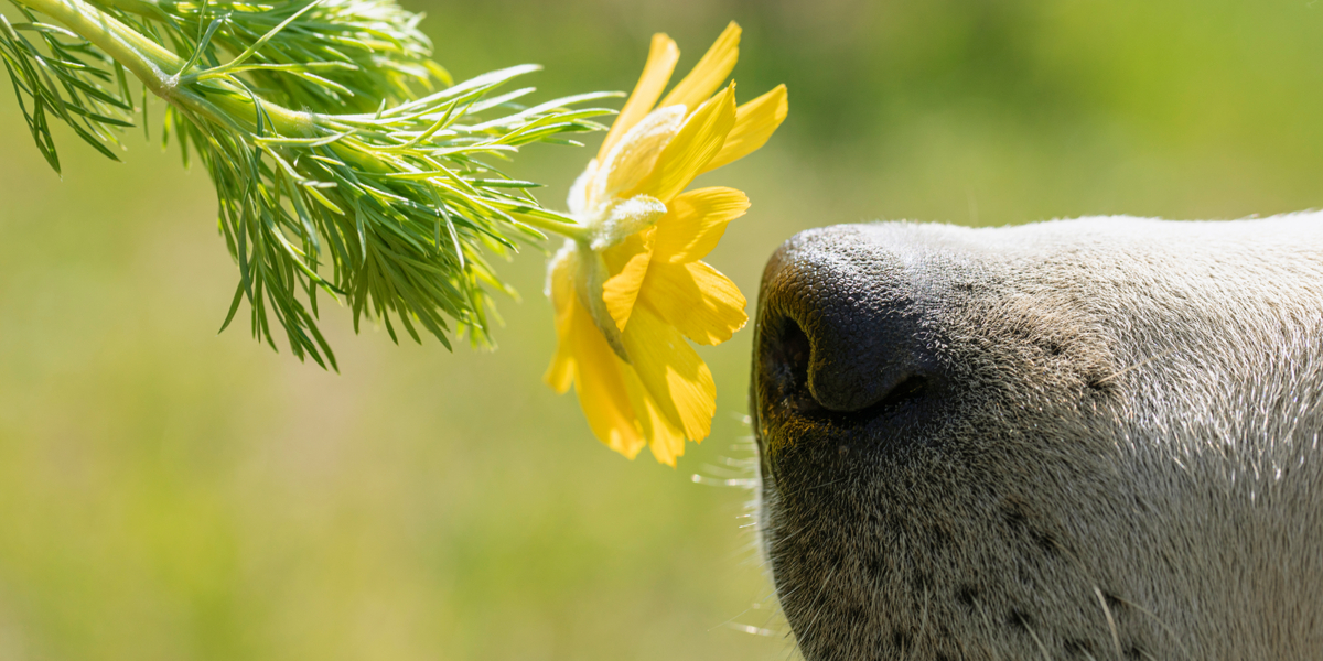 Hold øje med de her symptomer: Afslører om din hund lider af allergi