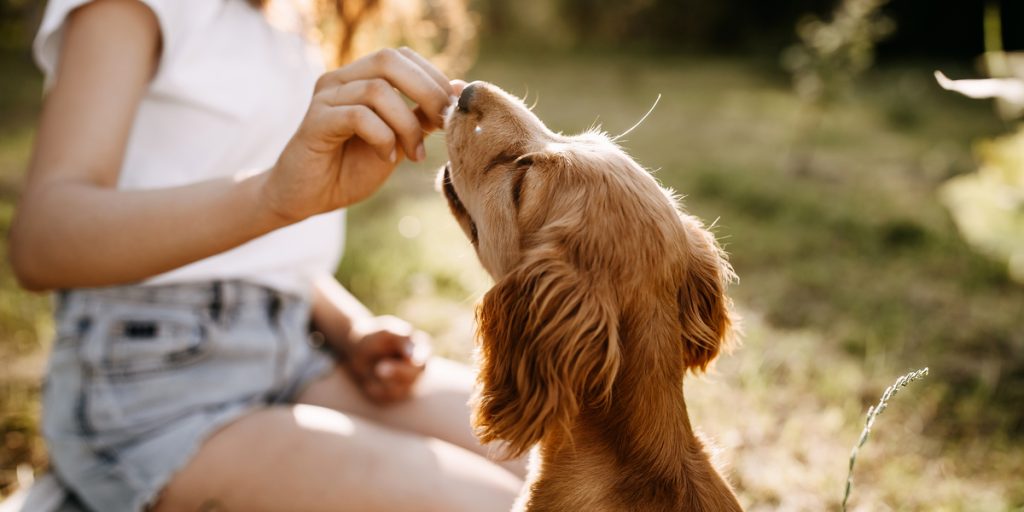 Ny undersøgelse giver svar på om hunde favoriserer mennesker der giver godbidder
