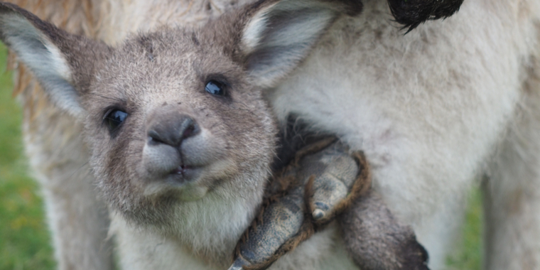 Brutale kænguru-drab: Nu er lille Rafiki forældreløs