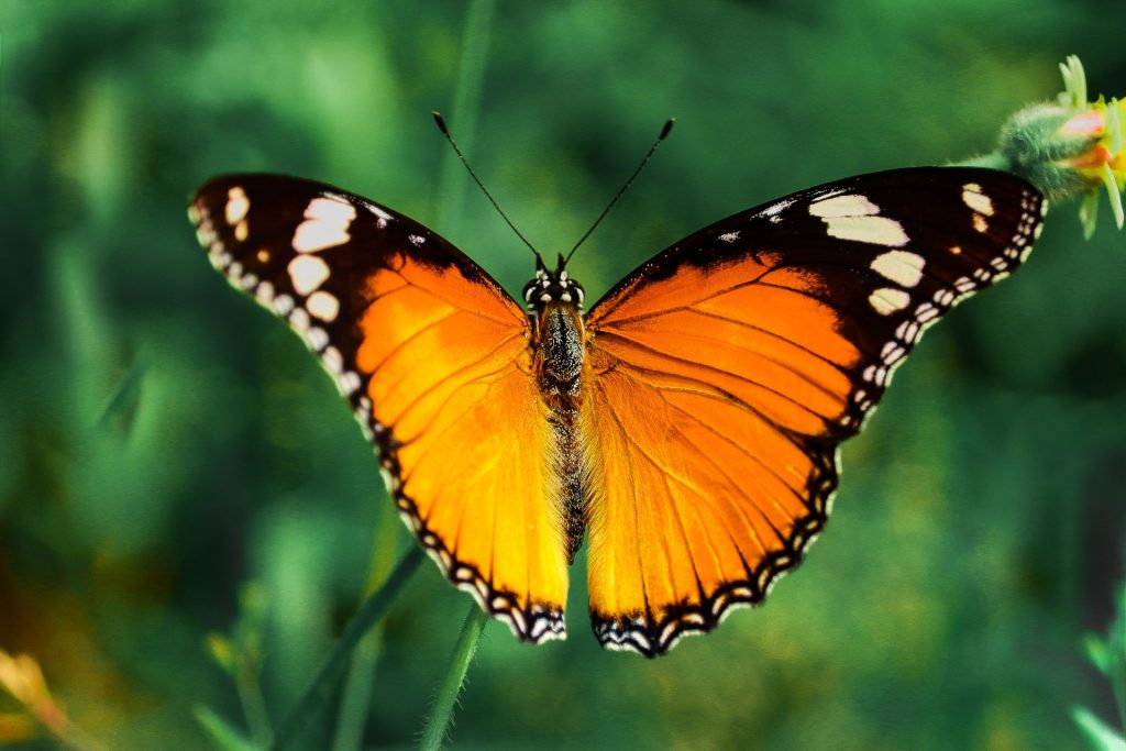 14-årig dreng dør efter at have sprøjtet en knust sommerfugl ind i kroppen