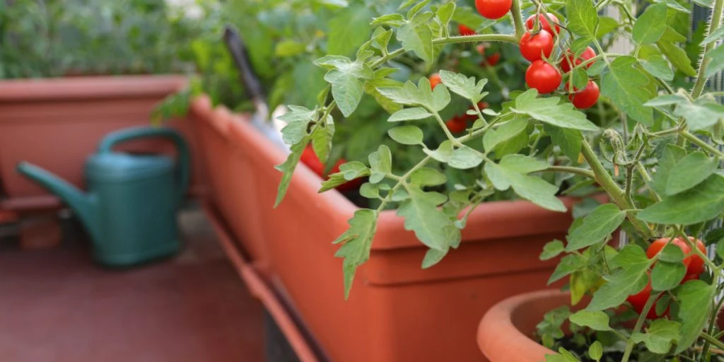 Plant dine tomatplanter optimalt: Afstanden gør forskellen