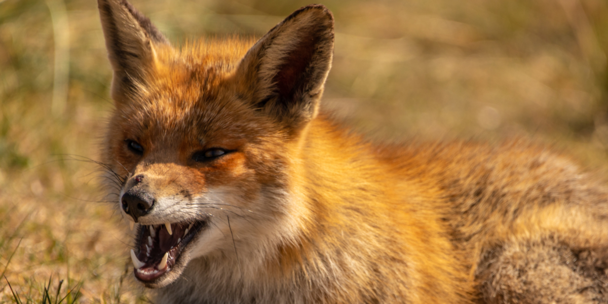 Bidske ræve angriber 88-årig igen og igen: “Jeg ville ønske, jeg vidste hvorfor”