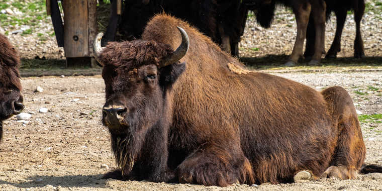 Drama i dansk safaripark: Utålmodig gæst ville ikke vente mere