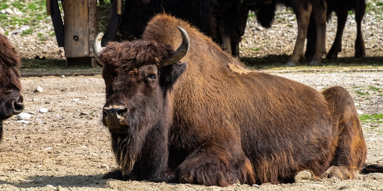 Drama i dansk safaripark: Utålmodig gæst ville ikke vente mere