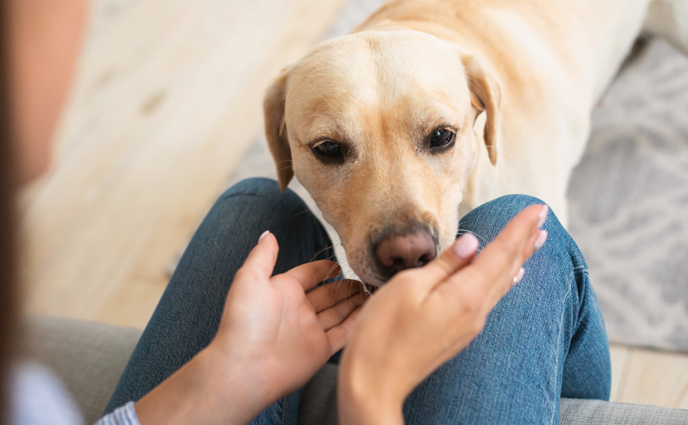 Derfor snuser hunde tit til folks private dele