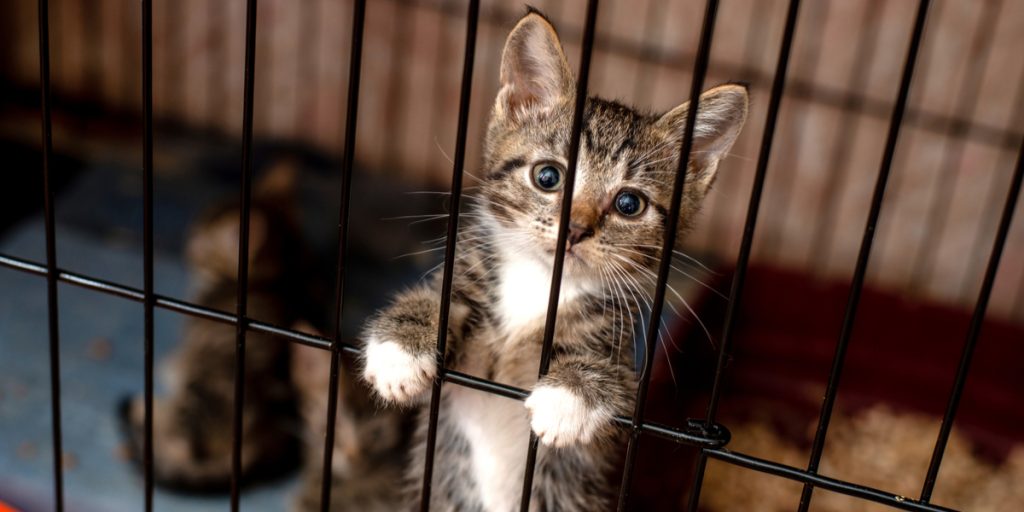 Internater desperate efter adoptionsfamilier: Ikke plads til flere katte