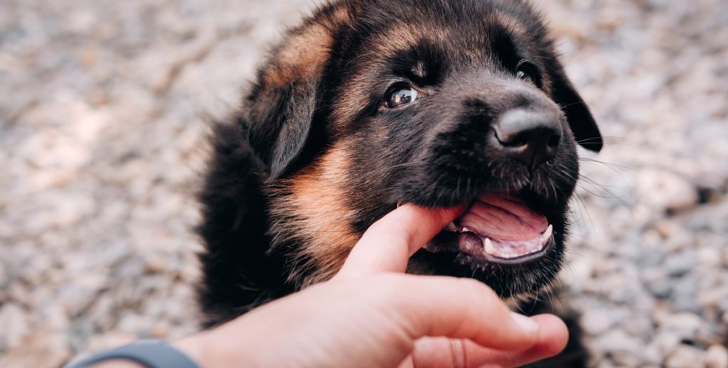 Flere står i kø end nogensinde før til at aflevere sin hund på et internat: “Det er måske lidt for nemt at anskaffe sig en hund”