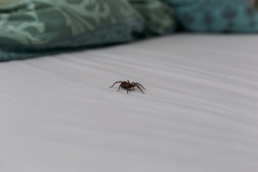 Du har nok hørt mange tal: Så mange edderkopper spiser du rent faktisk, når du sover.