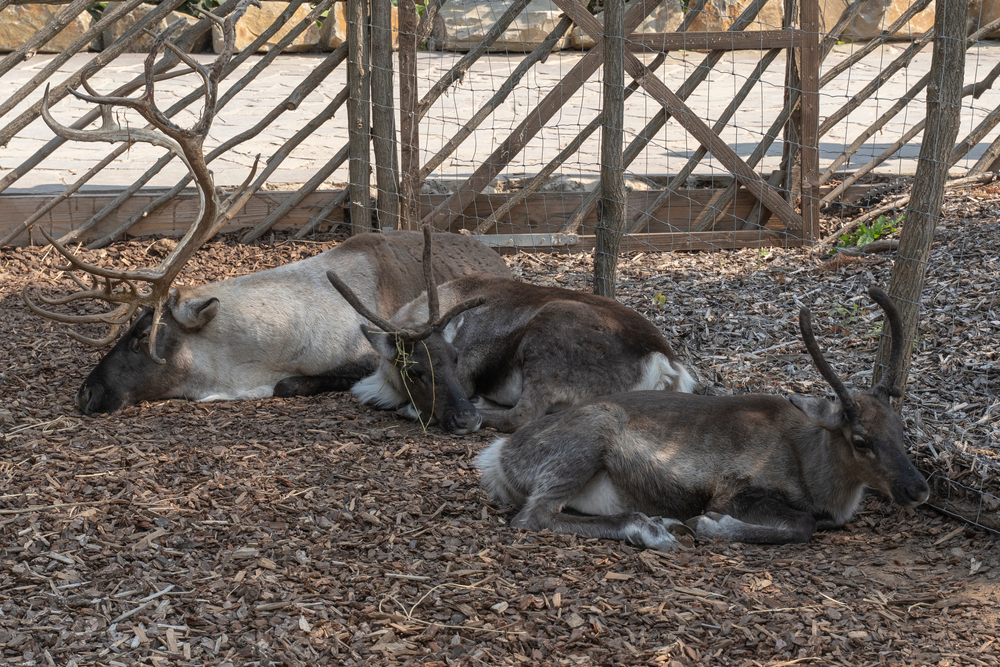 Så koldt er det: Disse dyr i zoo vil ikke ud
