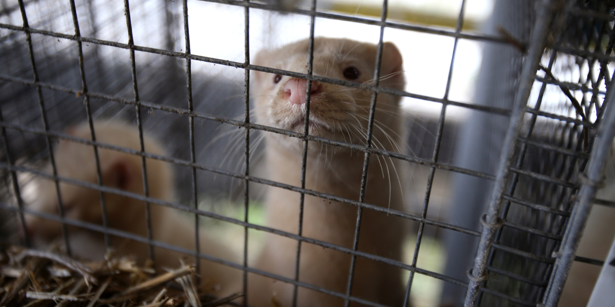 I aften sker det: ‘Det er ikke en ønskeopgave’