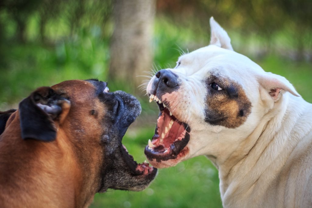 Dyrevelfærd: Nyt lovforslag forbyder hundekampe og cirkuselefanter