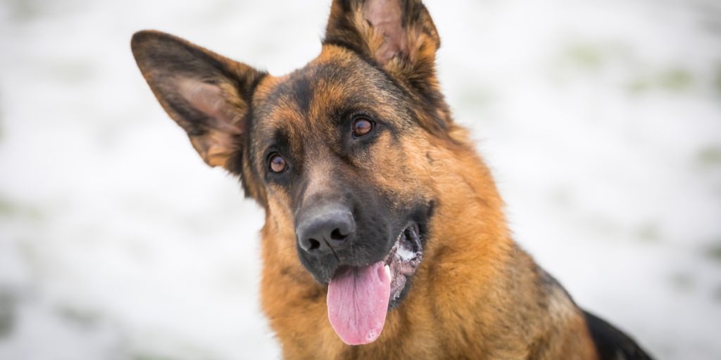 Lader hunden løbe løs: Det skulle hun aldrig have gjort