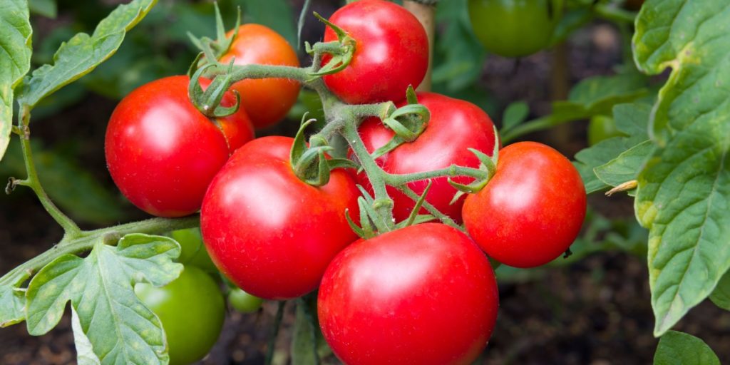 Giv dine tomatplanter et boost: Sådan laver du en fremragende gødning