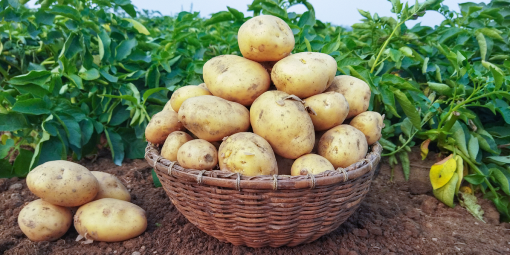 Opbevaringstip: Sådan får du kartofler til at holde sig i op til 10 uger