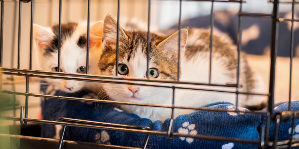 Dyreinternat hårdt presset: 37 katte indleveret på én gang