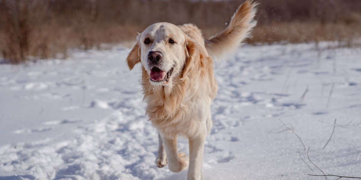 Husk dette, når du tager hunden ud i sneen