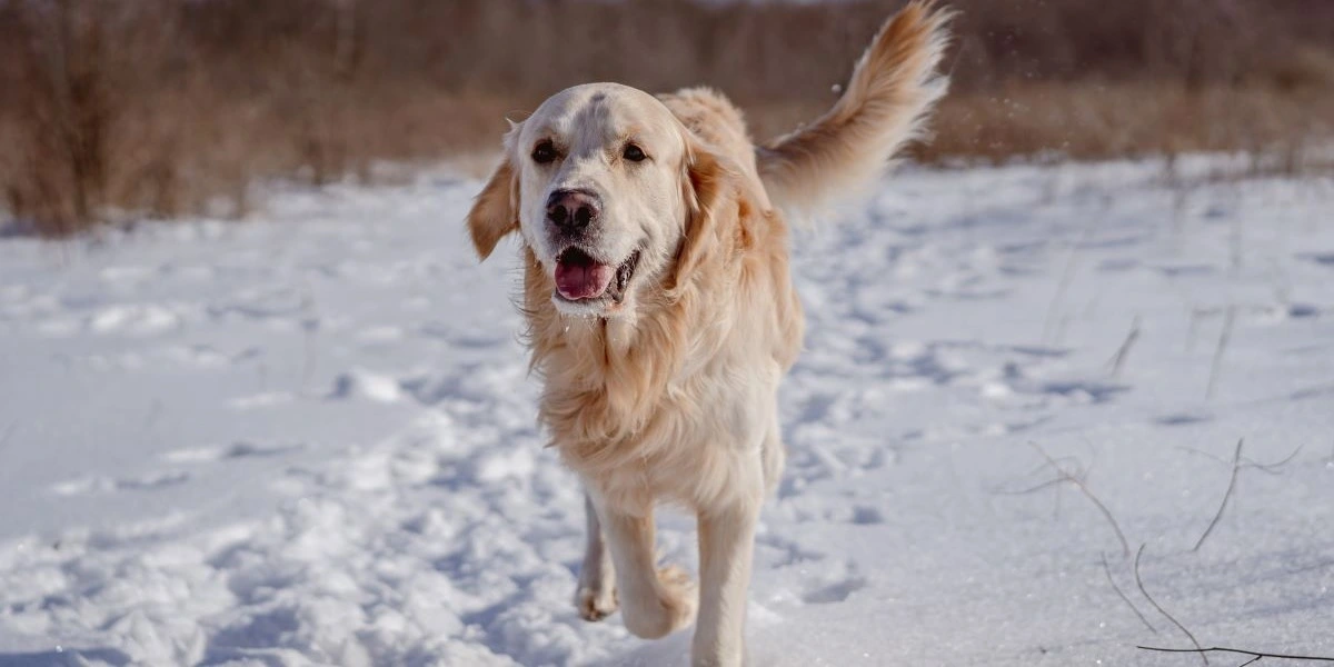 Husk dette, når du tager hunden ud i sneen