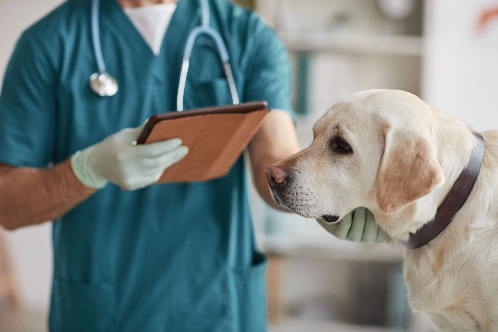 Dyrelæge advarer: Tegn på, at din hund lider af denne dødelig sygdom