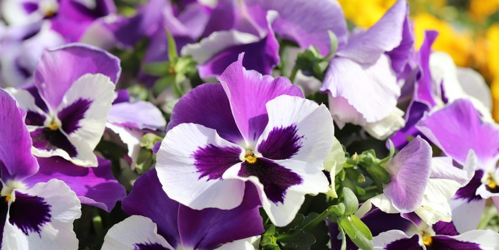 Vælg de bedste: Disse 8 blomsterarter er perfekte til krukker og potter