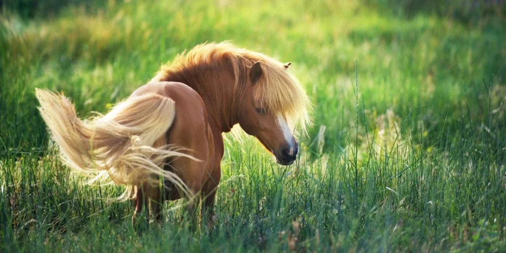 Mand havde sex med pony: Blev fundet i marken med gulerødder og babyolie
