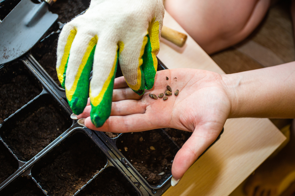 Bliv klar til foråret og sommeren: Begynd at forspire disse grøntsager allerede nu