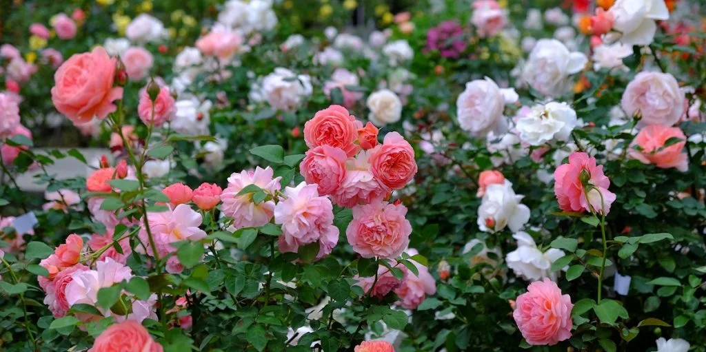 Placér denne frugt under rosenbuskene i maj. De blomstrer hele sommeren.
