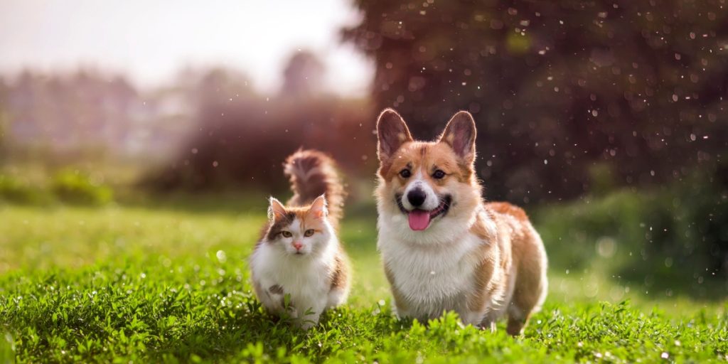 Hvem er klogest, hund eller kat? Undersøgelse fastslår: Dette husdyr har den højeste IQ