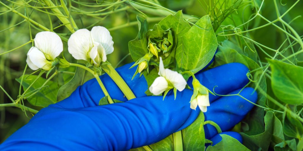 Dansk sommerdille: Populære som aldrig før