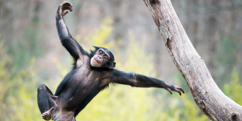 Dramaet om chimpanserne fortsætter: “De er stadig løse”