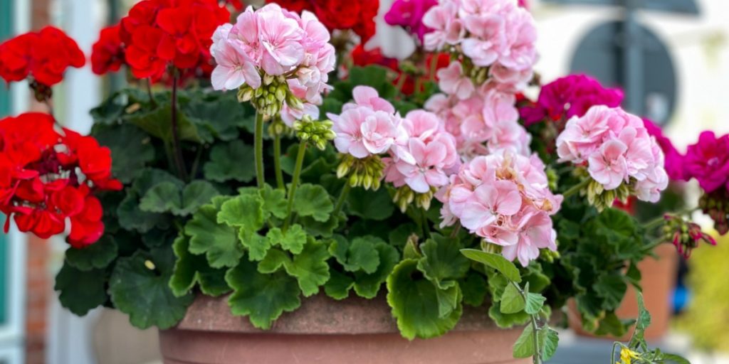 Hold dig fra pelargonier: Her er årsagen