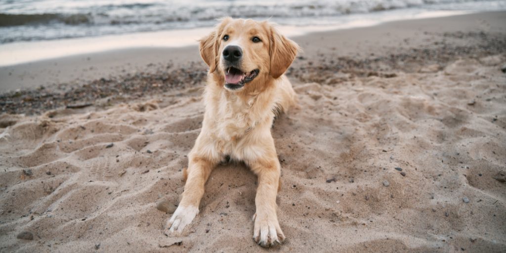 Vigtig skæringsdato nærmer sig for hundeejerne