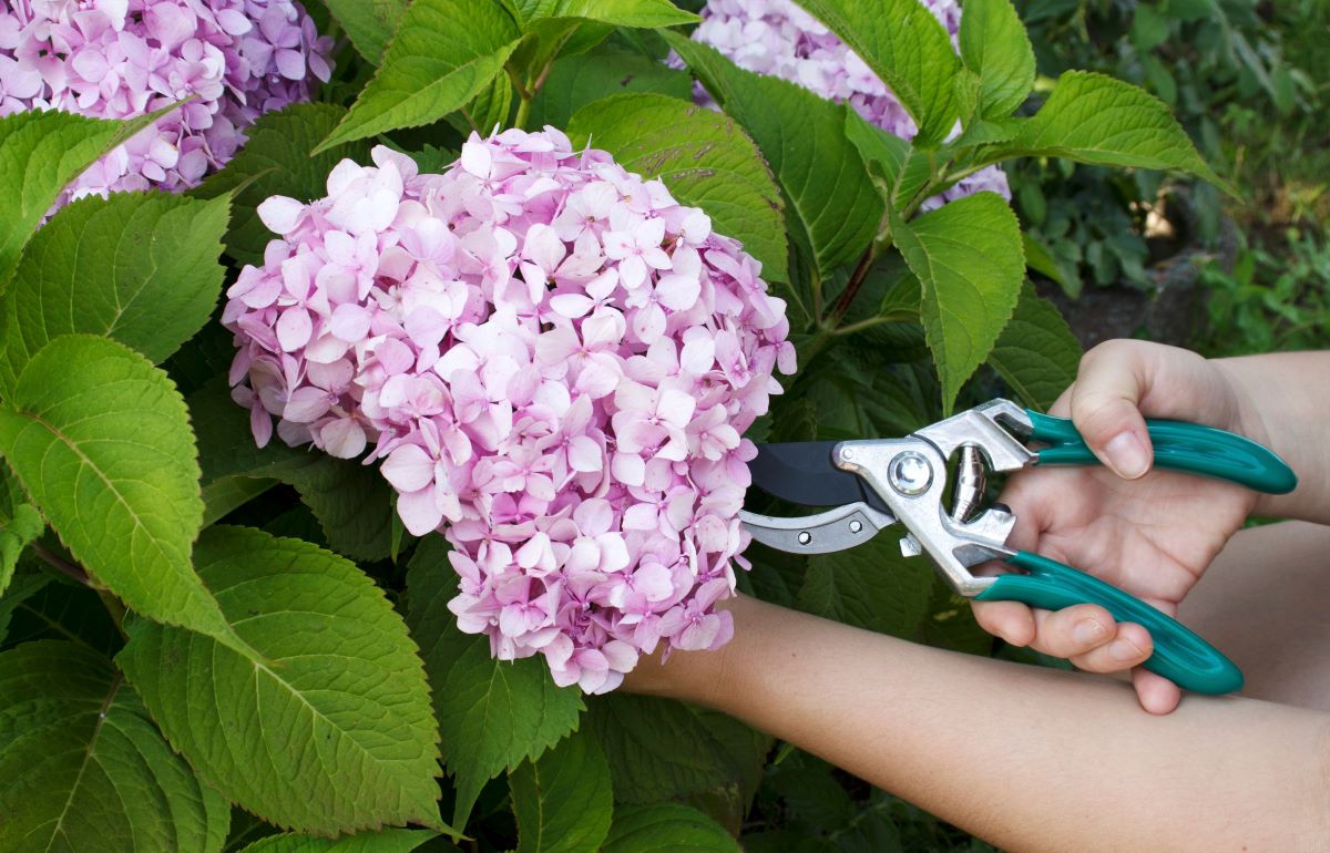 Dette bør du gøre med dine hortensiaer nu for at sikre smuk blomstring til foråret
