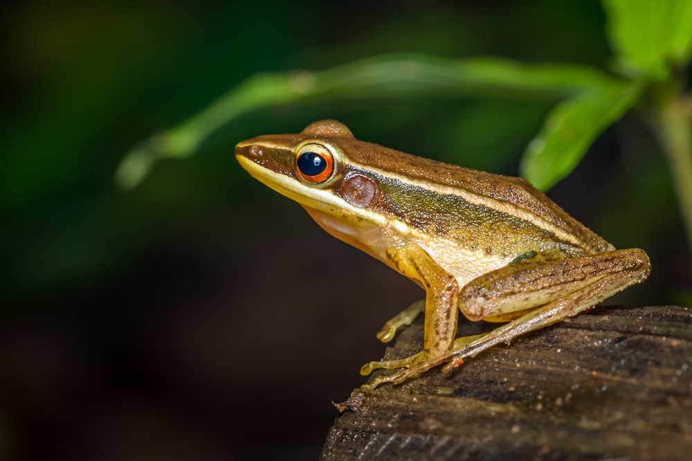 Sjældent fund: Frø opdaget med usædvanlig gevækst voksende ud af kroppen