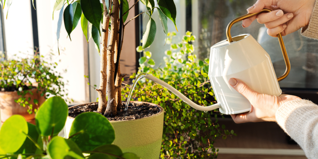 3 magiske planter du ikke kan undvære i kampen mod giftstoffer i hjemmet