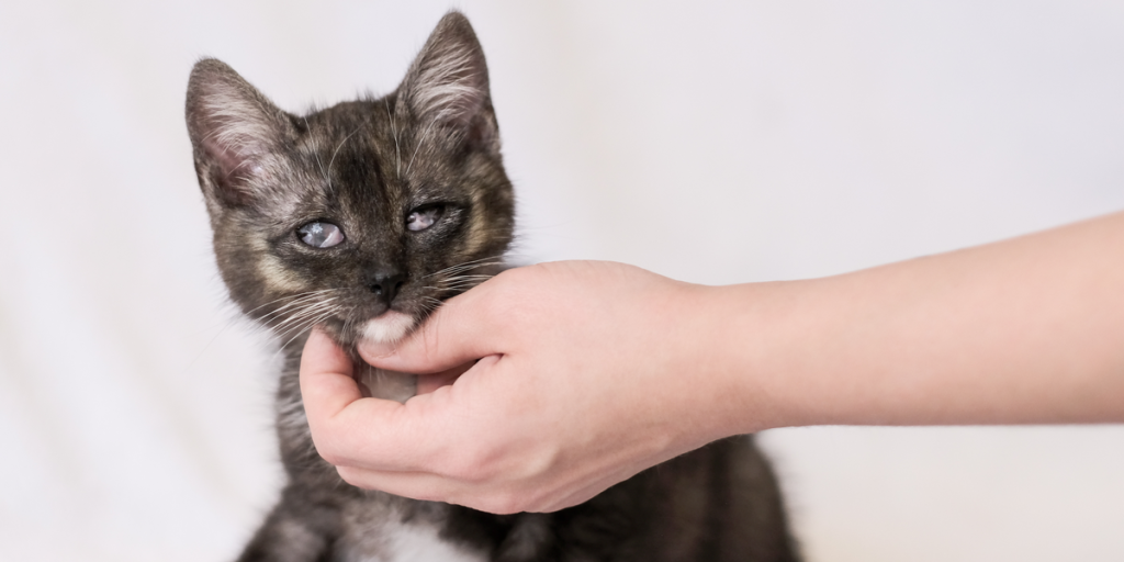 Uhyggelig stigning: Dyreinternaterne bugner