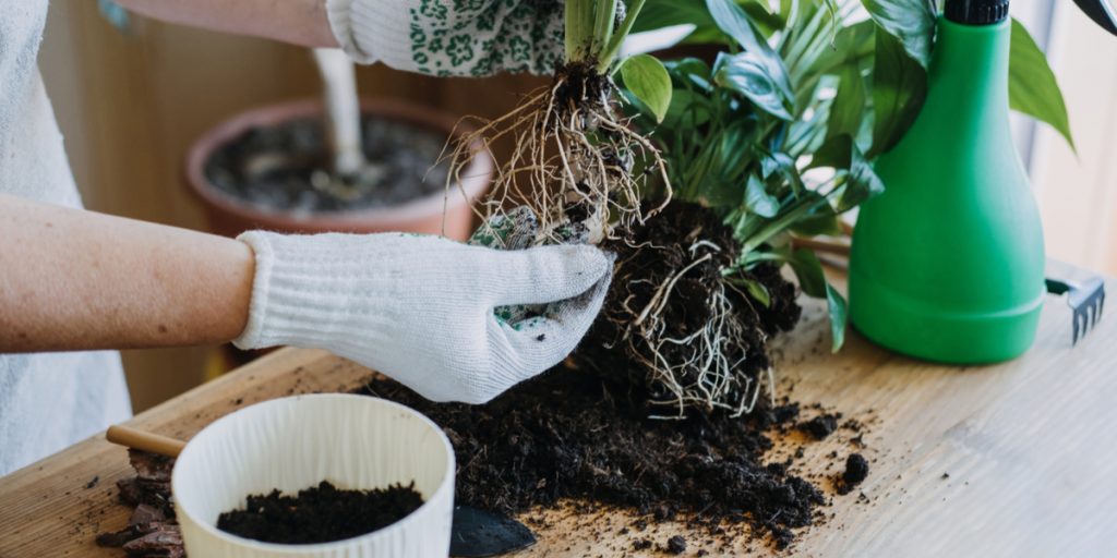 Fem enkle trin: Sådan omplanter du dine potteplanter uden at dræbe dem