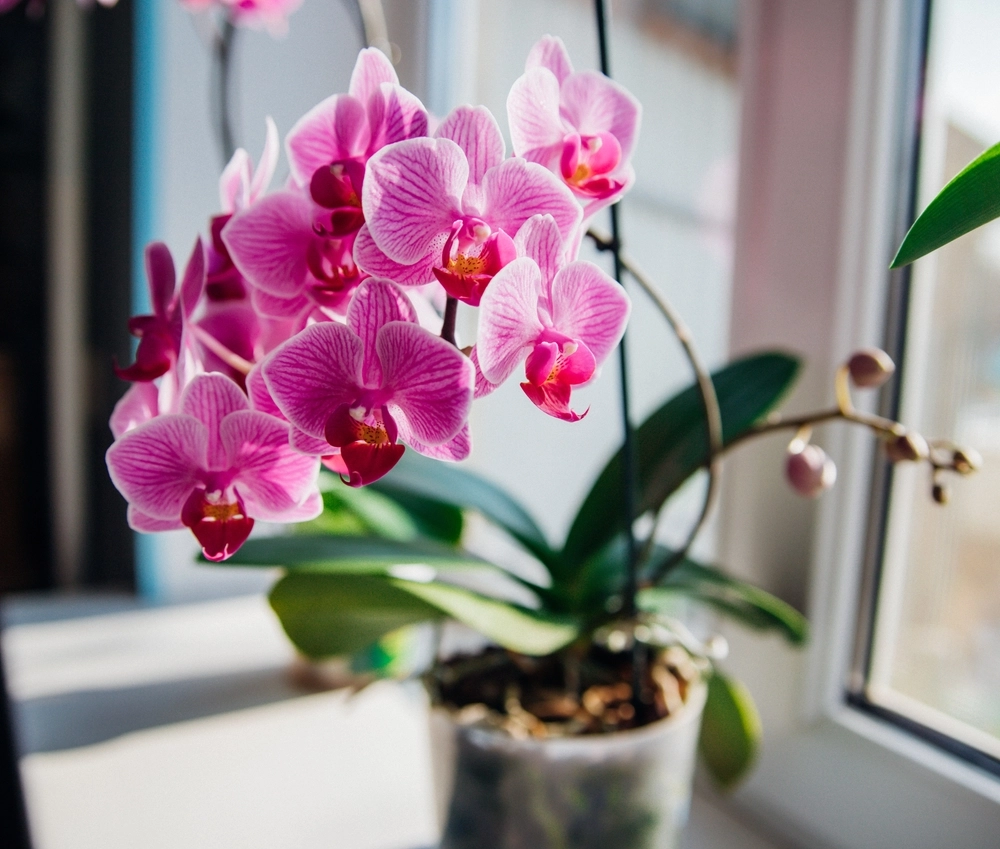 Vand dine orkideer med dette: Det sikrer opblomstring og sundhed