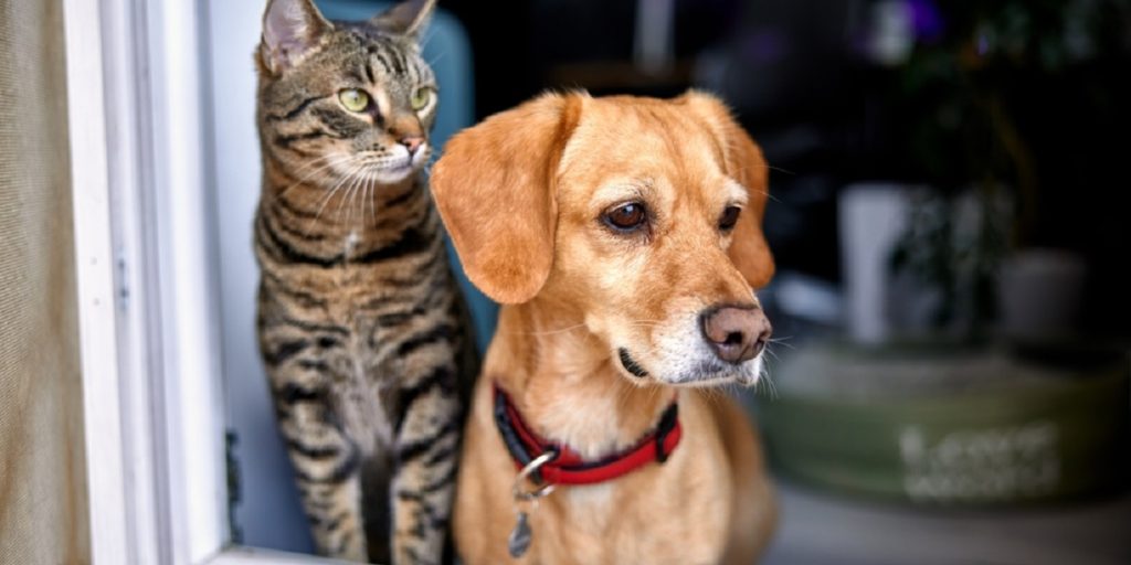 Dyrenes Beskyttelse deler trist meddelelse