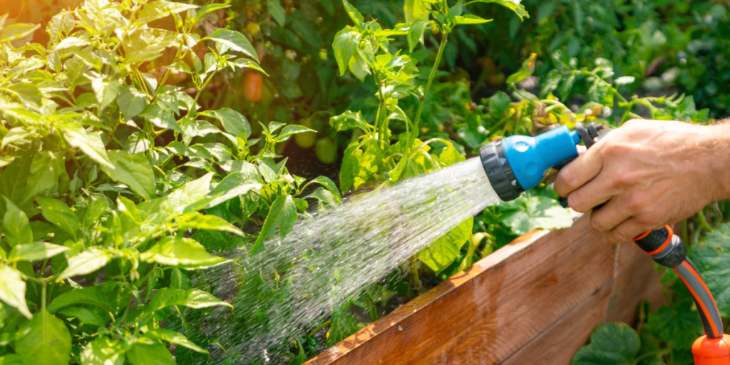 Ekspert: Undgå at lave disse almindelige fejl der ødelægger din have og dræber dine planter