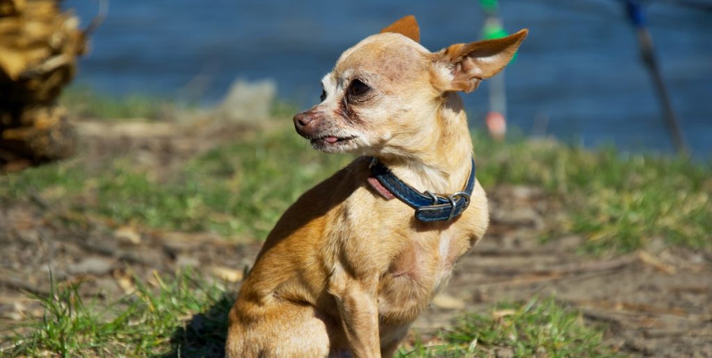 Hund fornemmer, at noget er helt galt – redder kort derefter sin ejers liv