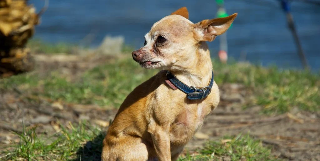 Hund fornemmer, at noget er helt galt – redder kort derefter sin ejers liv