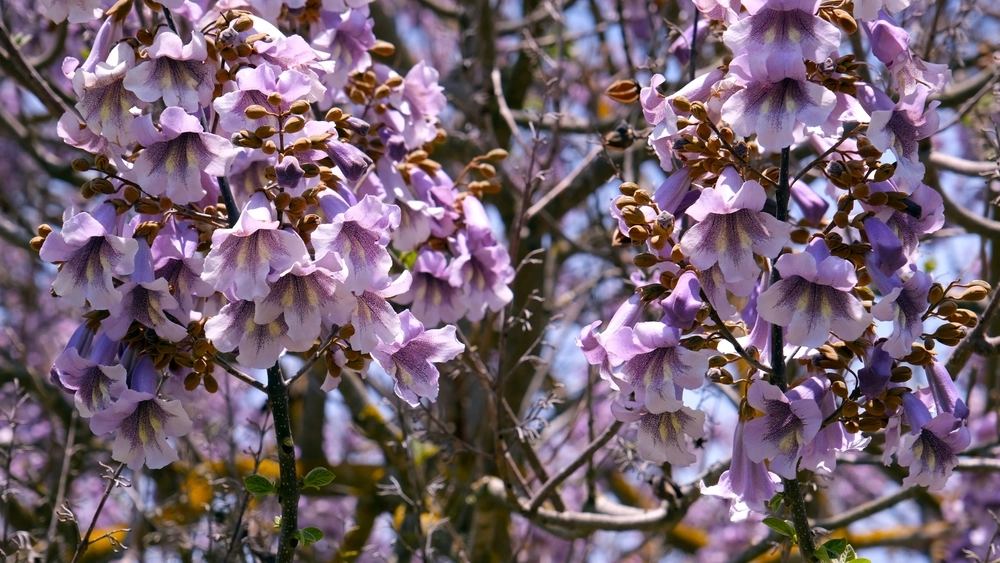 Den vokser hurtigere end bambus og giver et væld af lilla blomster: Alligevel kender de færreste danskere til dette træ