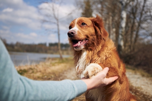 Landbrugsministerie advarer: Mystisk sygdom spreder sig blandt hunde
