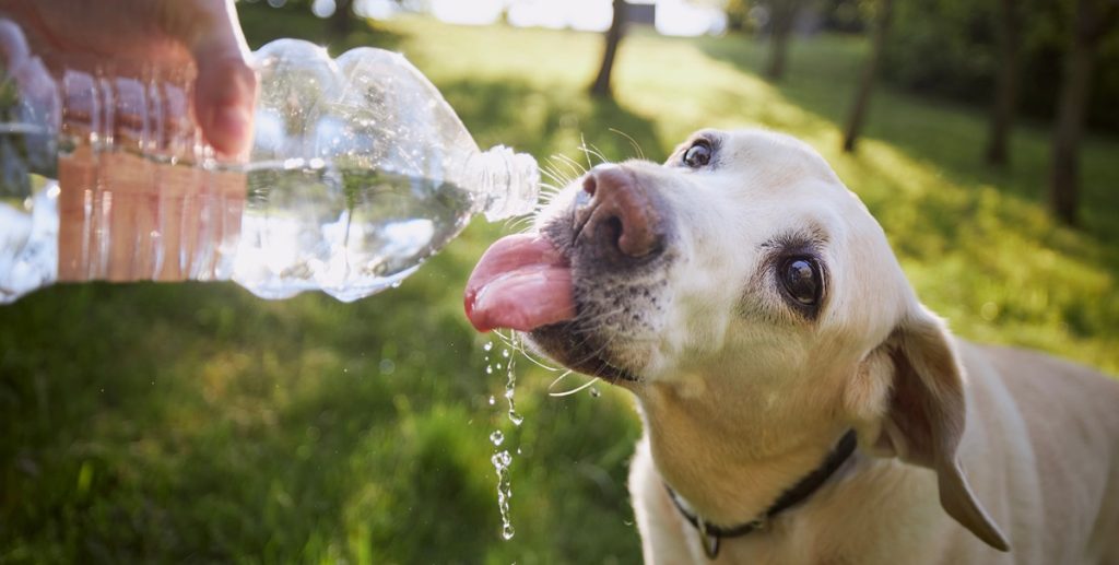 Ved du, hvad du skal gøre, hvis din hund bliver overophedet? Én bestemt ting må du ALDRIG gøre